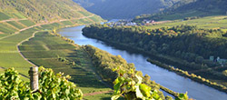 Weinberge am Fluss