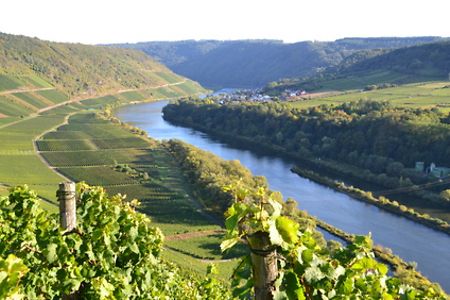 Weinberge am Fluss